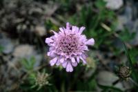 Scabiosa lacerifolia Hayata